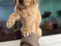 Baby face golden retriever bebekler