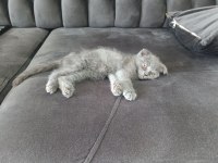 0-3 aylık scottish fold cinsiyeti kızdır