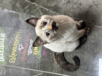 Aşıları tam tertemiz buzul 2 aylık british longhair