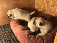 Üst segment pug mops yavrular