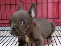 French Bulldog blue