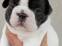 FRANSIZ BULLDOG YAVRULAR İZMİR