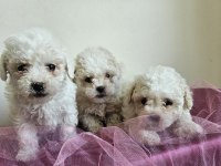 Maltipoo bebişler