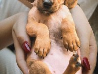 Sağlıklı dachshund yavrular