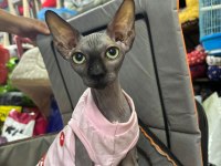 TESLİME HAZIR SFENKS KEDİSİ
