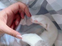 Acil yuva aşılı kısır 7 aylık kedimiz