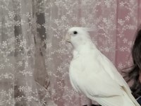 9 Aylık Kırmızı Göz Albino Sultan Papağanı