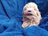 POODLE GİBİ SEVİMLİ MALTIPOO BEBEKLERİMİZ