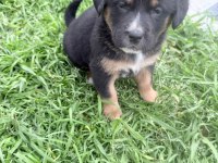 Köpek ve kedi vardır açıklamayı okuyunuz