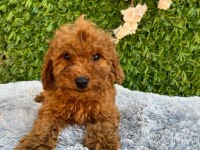 Toy poodle bebekler