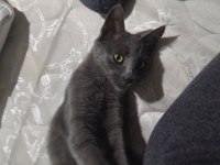 Melez kedi
