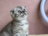 Safkan scottish fold 2 aylık erkek