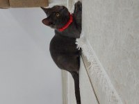 Kakule'ye ailesini arıyoruz british shorthair