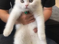 2.5 aylık british longhair kızımız