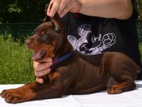 Safkan doberman yavrular