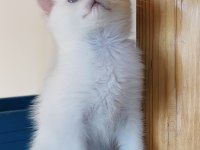 Scottish straight shorthair bs11 33 erkek