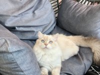 MAVİŞ GÖZLÜ LONGHAİR OĞLUMUZ BRİTİSH LONGHAİR