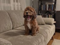 Irk & Sağlık Garantili Sevimli Maltipoo