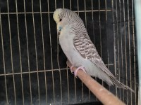 Yavru Yumurta Görmüş Show Jumbo Dişi Muhabbet Kuşu