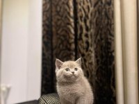 BRİTİSH SHORTHAİR LILAK YAVRULARIM 
