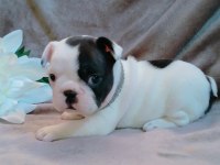 FRENCH BULLDOG YAVRULARI