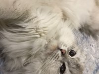 Scottish fold dişi 12 aylık