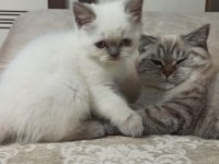 Prensesimiz dişi blue point british shorthair