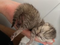 British longhair birbirinden güzel bebekler