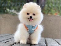POMERANİAN