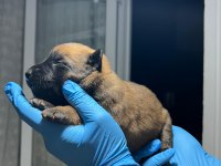 Şecere belgeli a kalite malinois yavruları