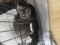 FRENCH BULLDOG BLUE ERKEK ANKARA İÇİ