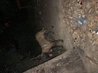 7 aylık eğitim almış belçika kurdu dişi