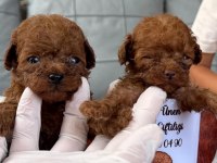 Kore toy poodle yavrularımız 