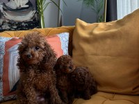 Ev Doğumu Kore Poodle Bebekler