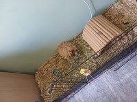 Ücretsiz Sahiplendirme Ginepig