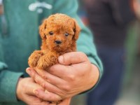 Toy-Teacup Poodle