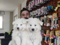 AYİ YAVRUSU SAMOYED A KALİTE IRK