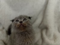 Safkan scottish fold