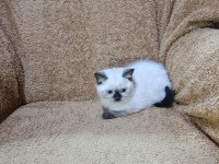 British shorthair çikolata point kızımız