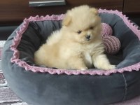 Pomeranian yavruları