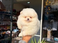 Pomeranian boo yavrumuz