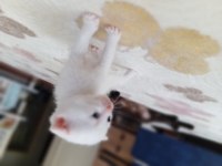2 aylık british shorthair