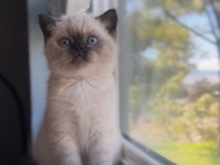 Şık Çikolata Point British Shorthair