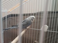 Büyük çift bölmeli salma kafes ve 4 kuş 3 dişi 1 erkek