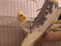 Damızlık Pied Çift Sultan Papağanı
