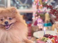 Acil ücretli sahiplendirelecek pomeranian boo