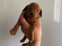 KİLO GARANTİLİ TOY POODLE VE KORE YAVRULARIMIZ