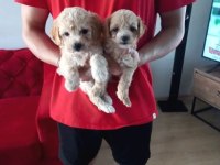 A Kalite maltipoo bebeklerimiz