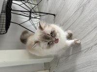 3 YAŞINDAKİ DİŞİ KEDİMİZE YUVA ARIYORUZ
