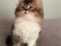 2 aylık british longhair yavrular sahiplerini bekliyor